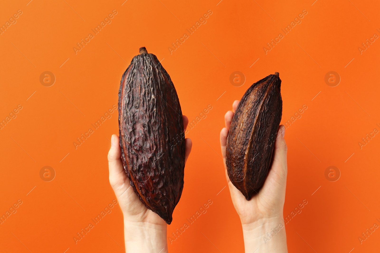 Photo of Woman with cocoa pods on orange background, closeup