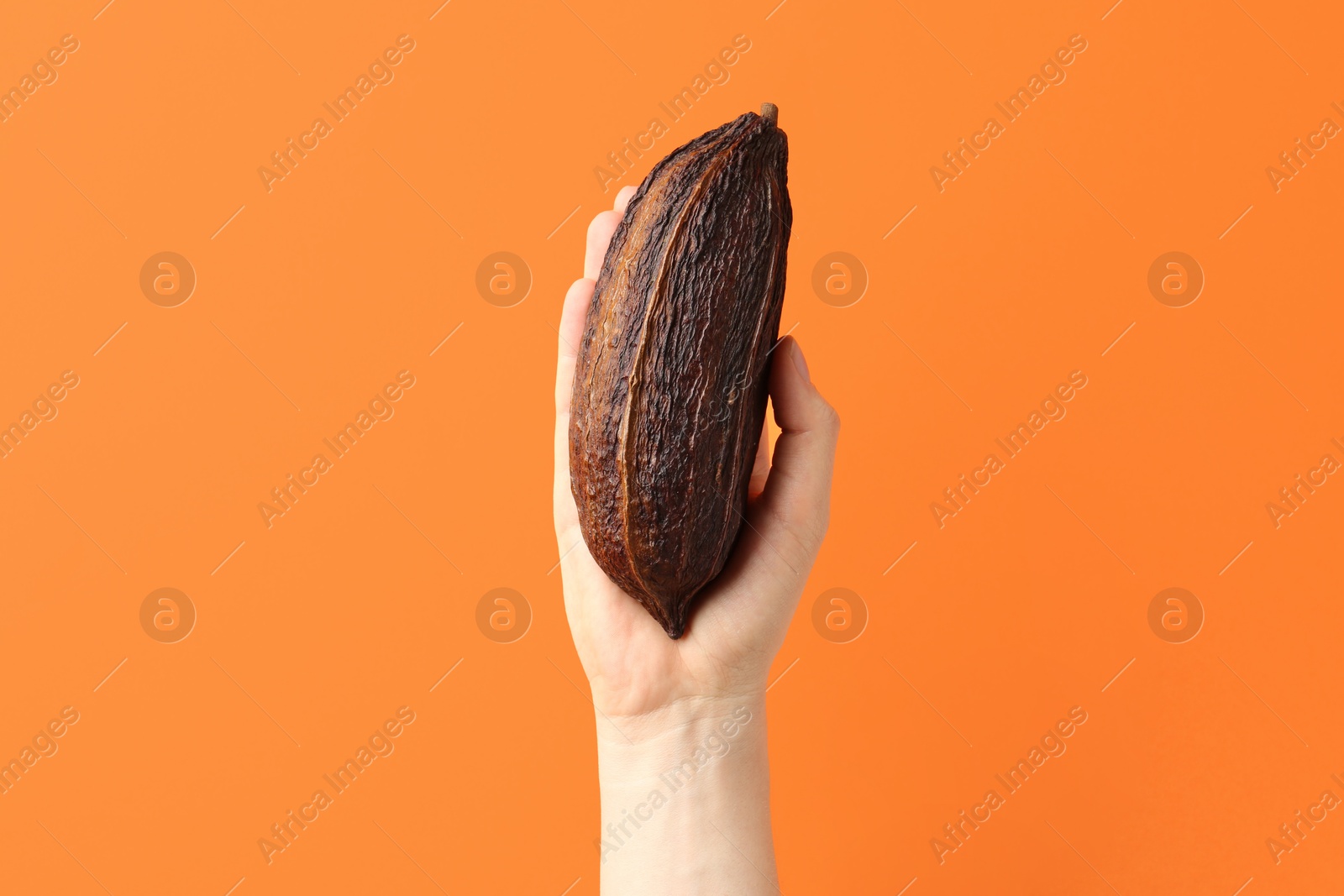 Photo of Woman with cocoa pod on orange background, closeup