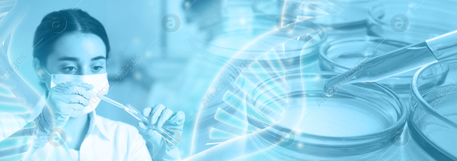 Image of Biochemistry. Scientist working in laboratory, double exposure with Petri dishes and DNA structure