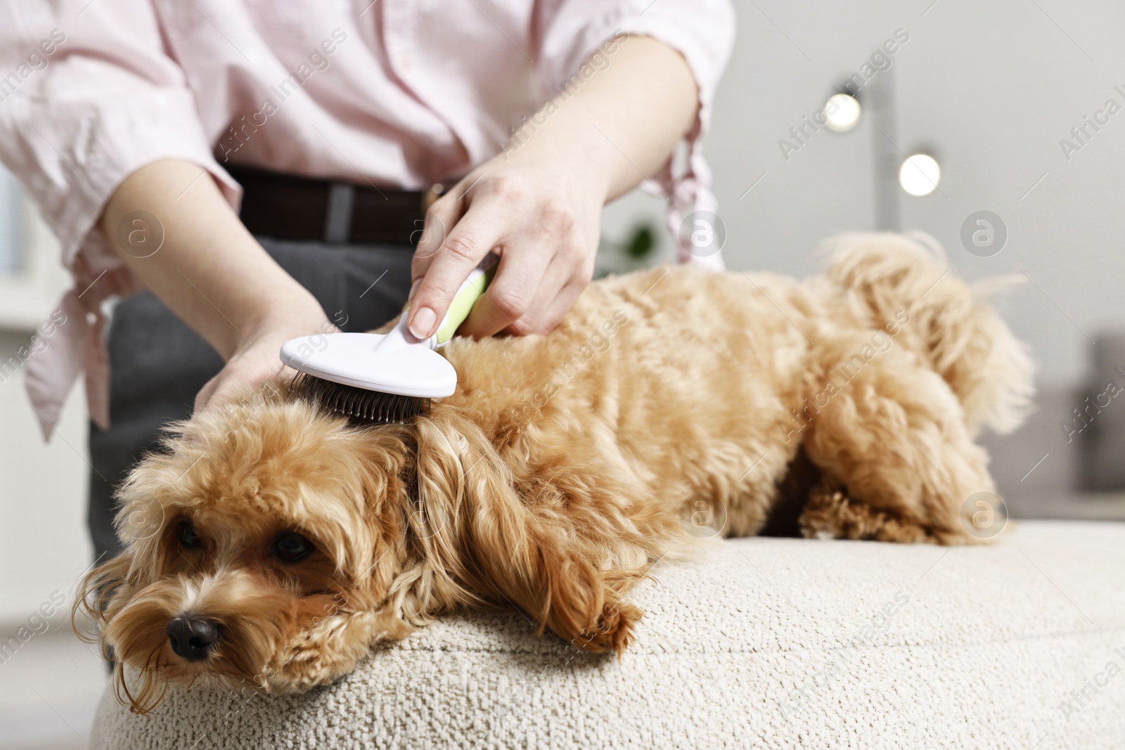 Photo of Woman brushing dog's hair at pouf indoors, closeup. Pet grooming