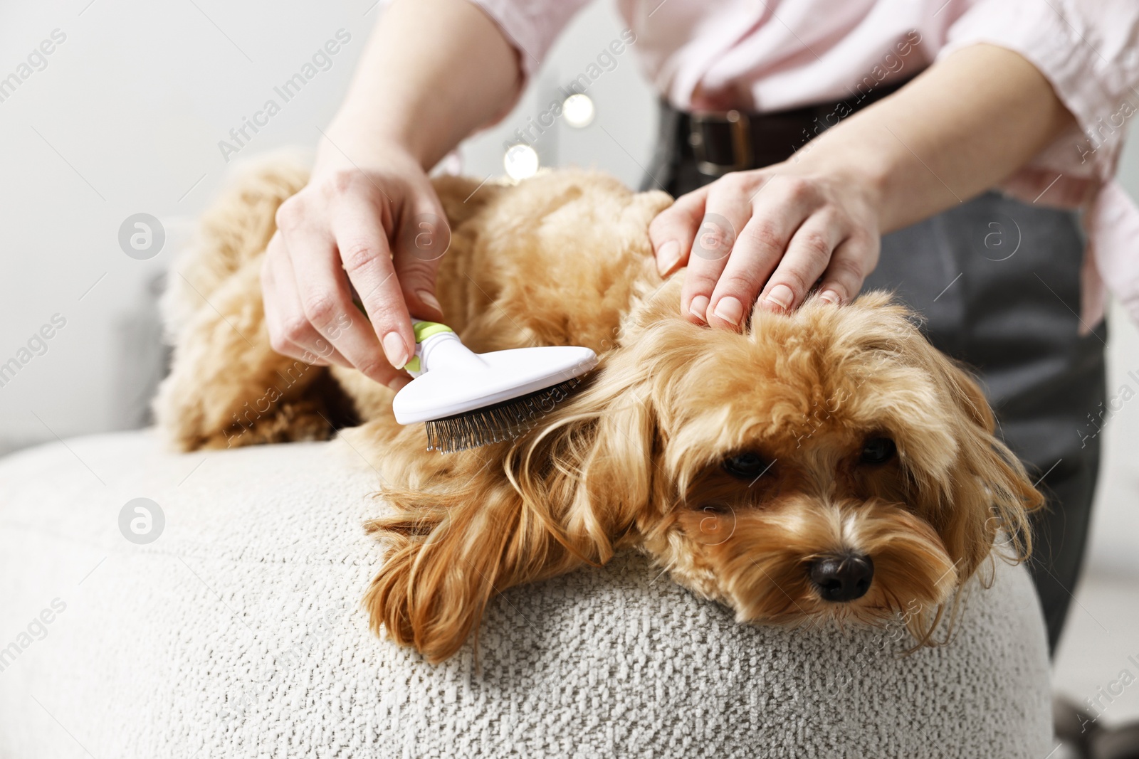 Photo of Woman brushing dog's hair at pouf indoors, closeup. Pet grooming