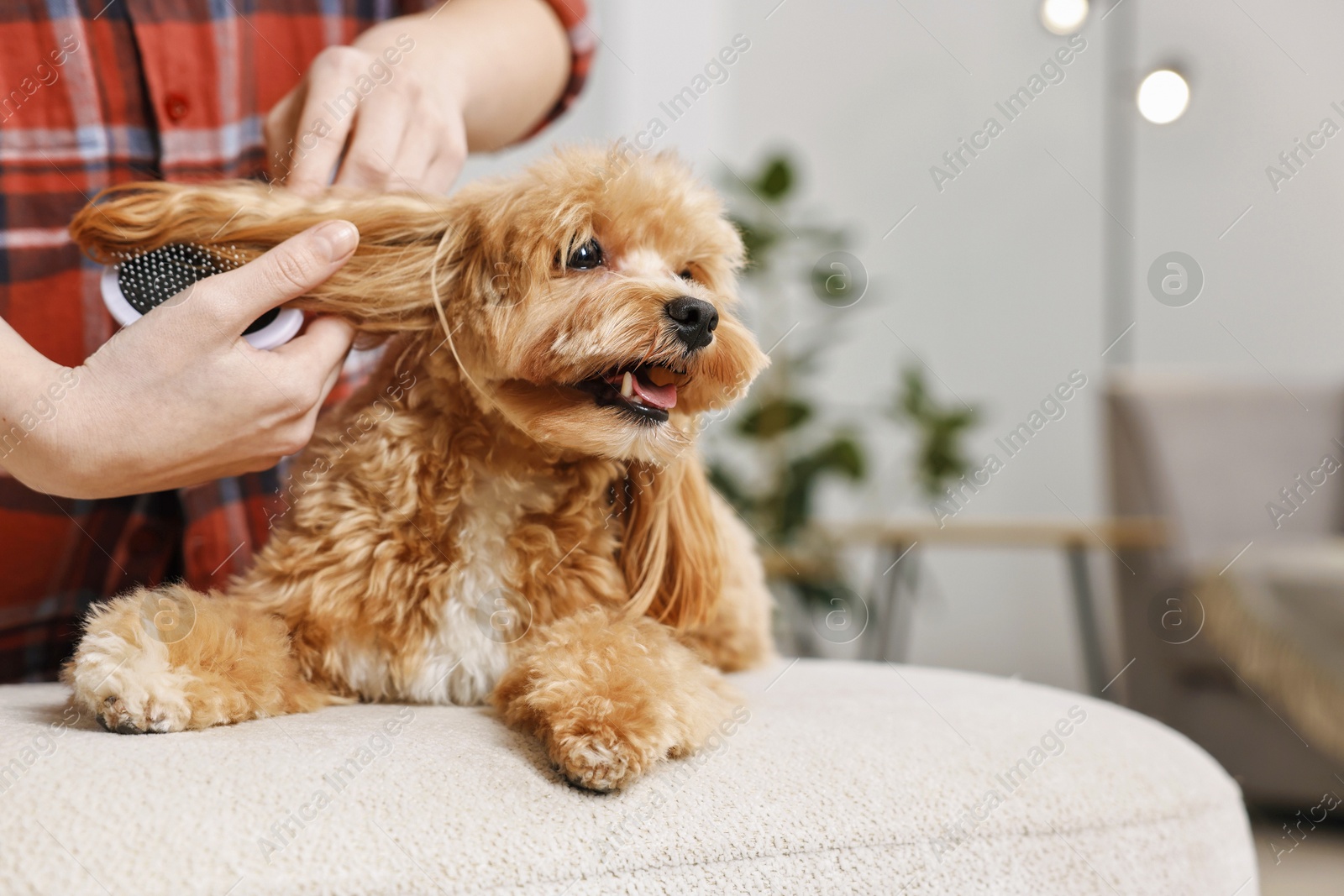 Photo of Woman brushing dog's hair at pouf indoors, closeup with space for text. Pet grooming