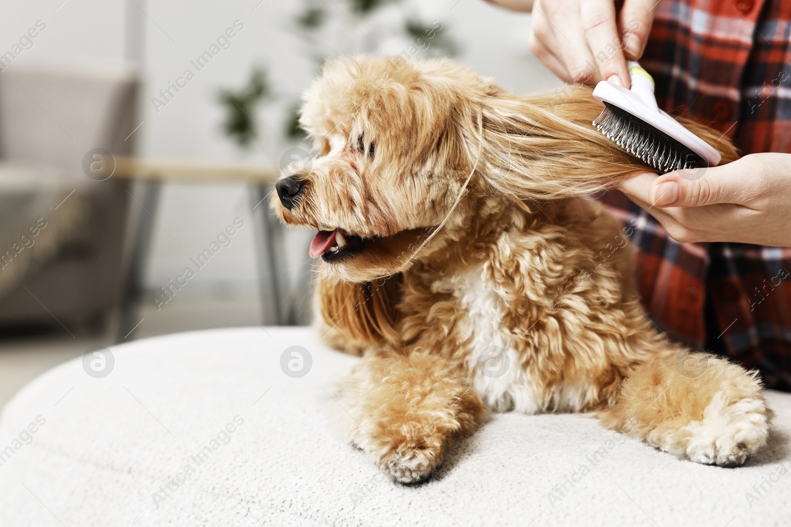 Photo of Woman brushing dog's hair at pouf indoors, closeup. Pet grooming