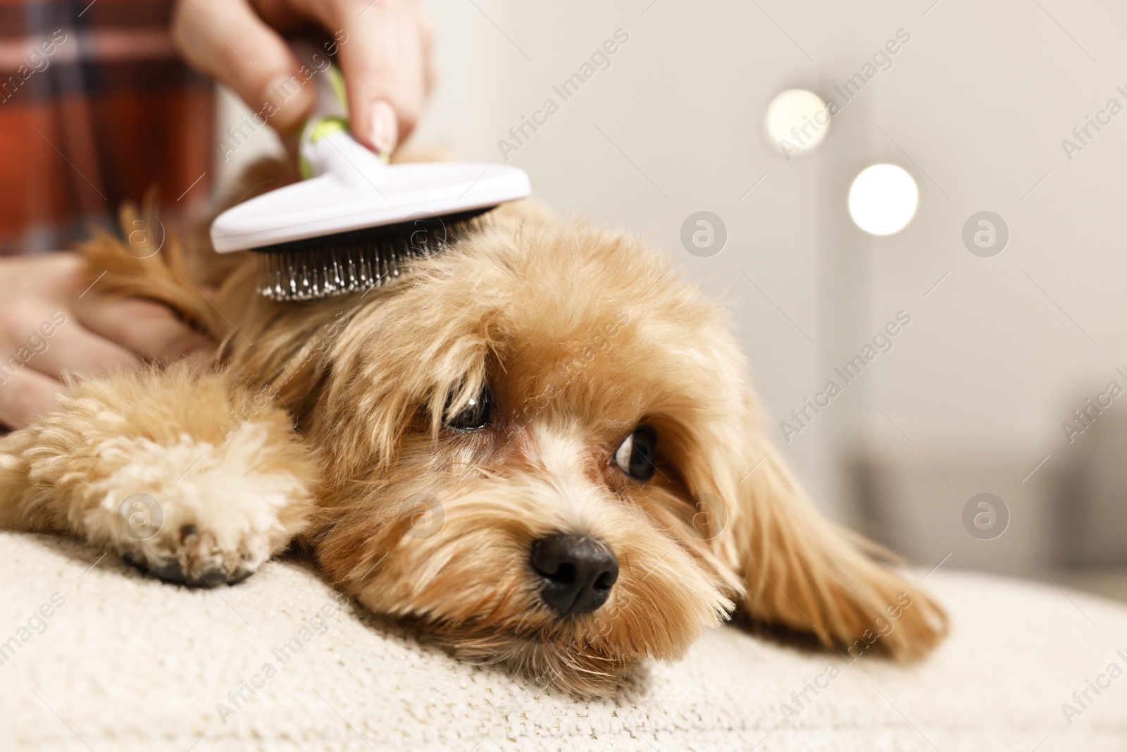 Photo of Woman brushing dog's hair on blurred background, closeup. Pet grooming