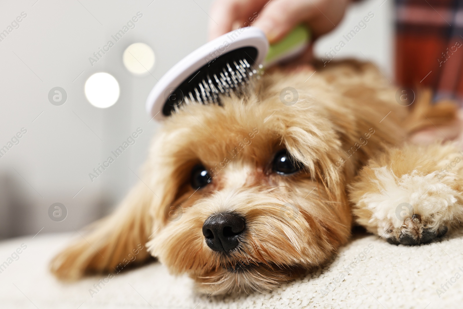 Photo of Woman brushing dog's hair on blurred background, closeup. Pet grooming