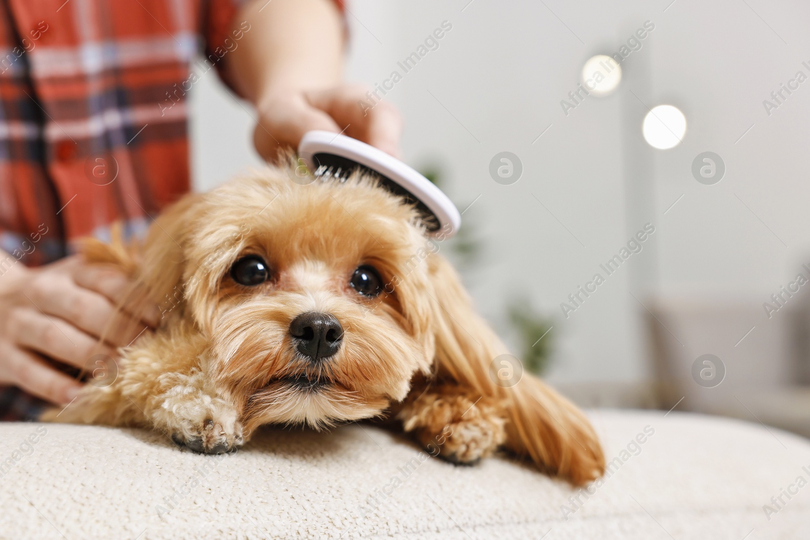 Photo of Woman brushing dog's hair indoors, closeup with space for text. Pet grooming