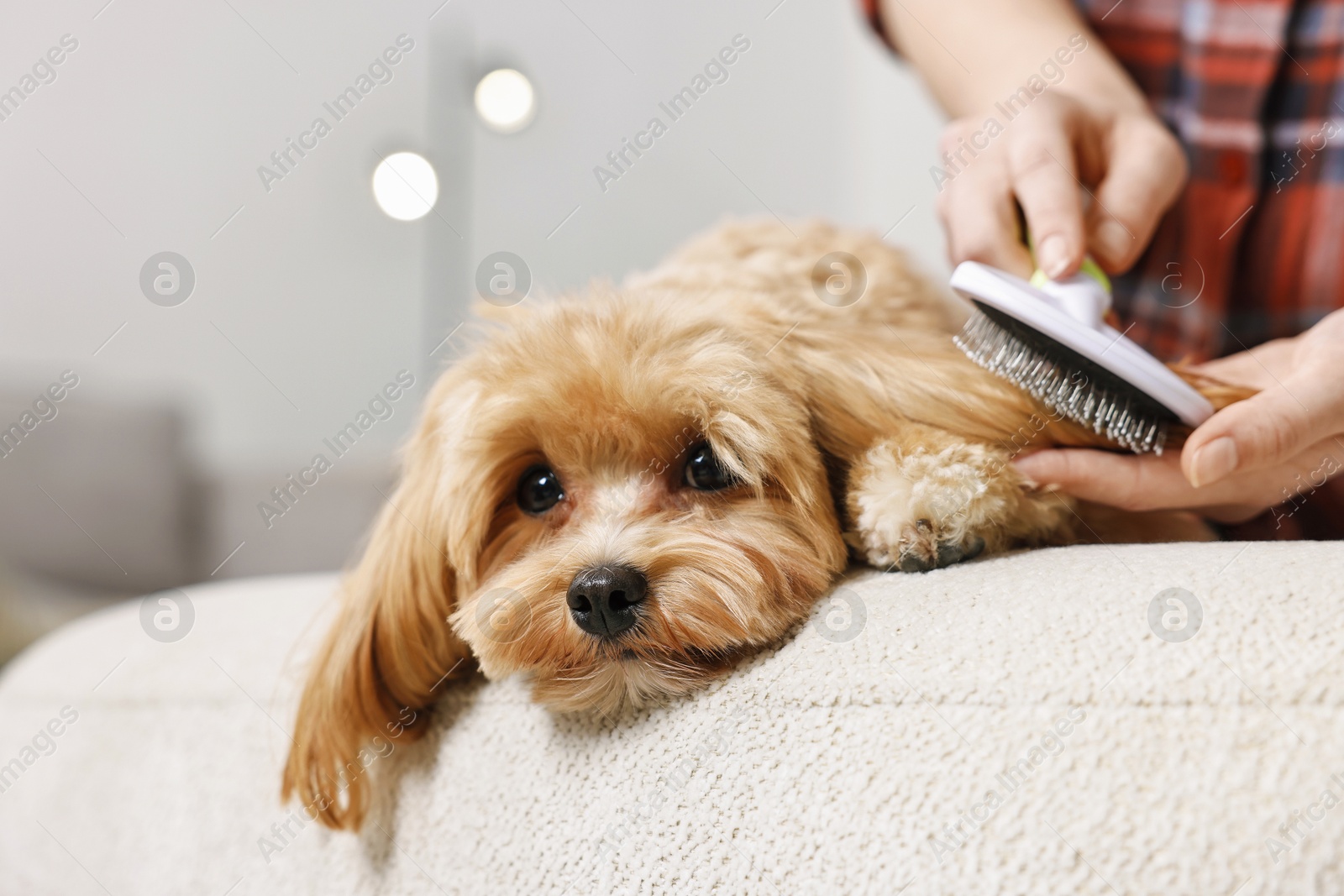 Photo of Woman brushing dog's hair at pouf indoors, closeup with space for text. Pet grooming