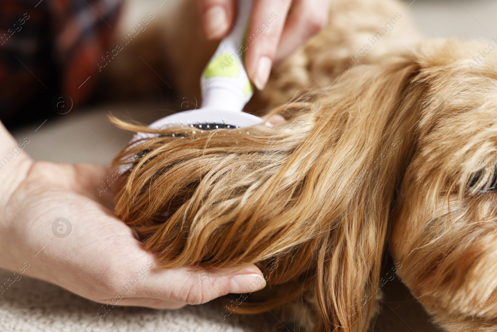 Photo of Woman brushing dog's hair, closeup. Pet grooming