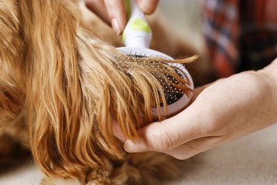 Photo of Woman brushing dog's hair, closeup. Pet grooming