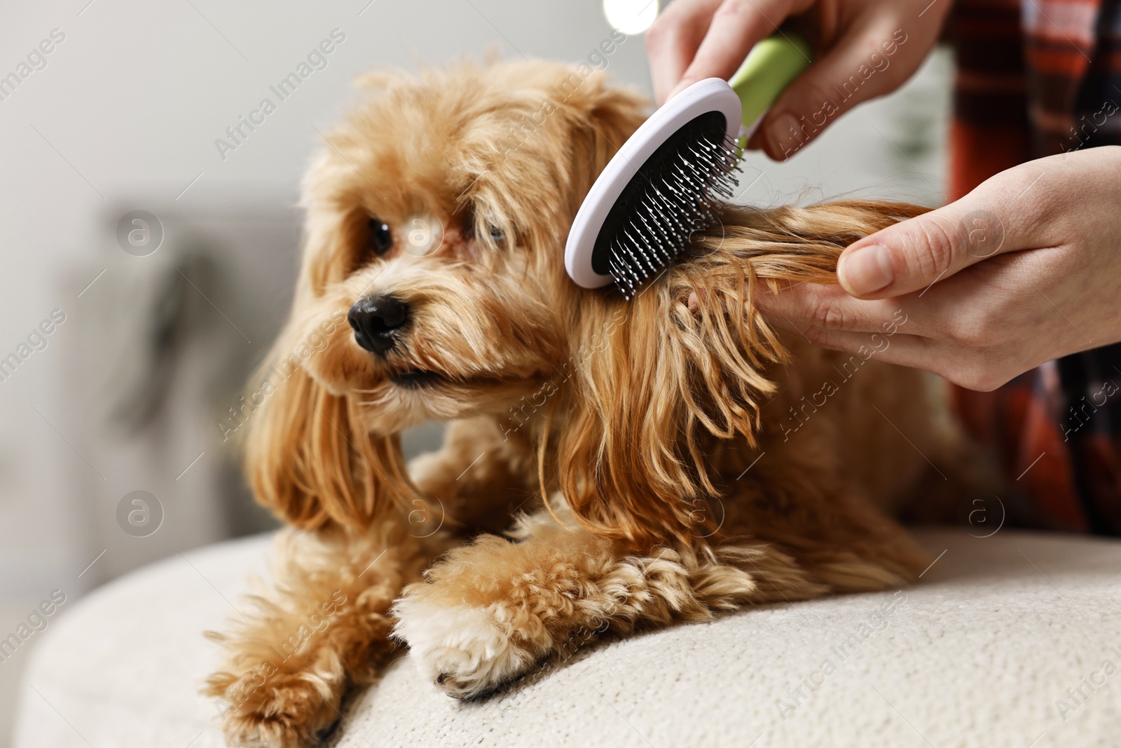 Photo of Woman brushing dog's hair at pouf indoors, closeup. Pet grooming