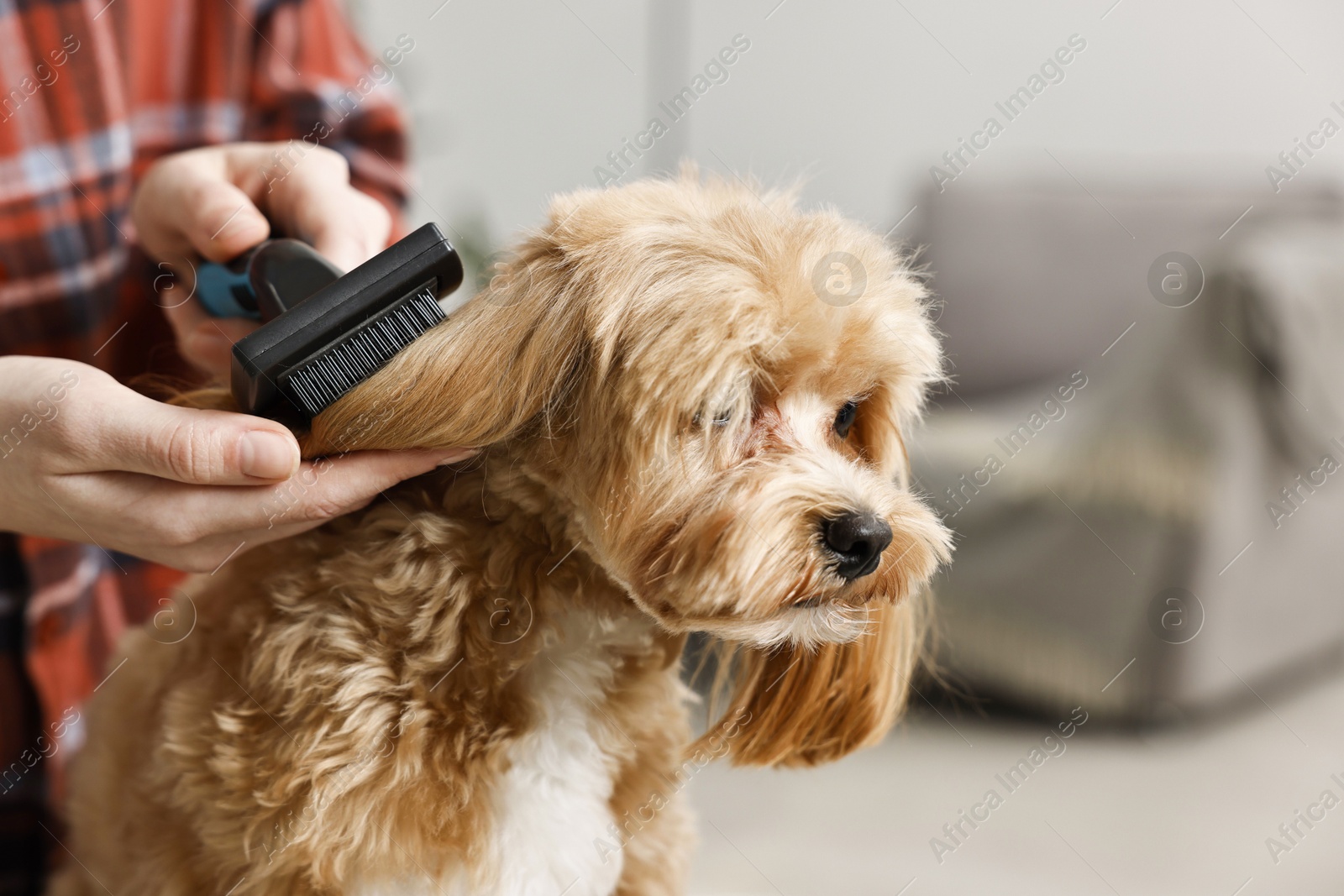 Photo of Woman brushing dog's hair indoors, closeup. Pet grooming