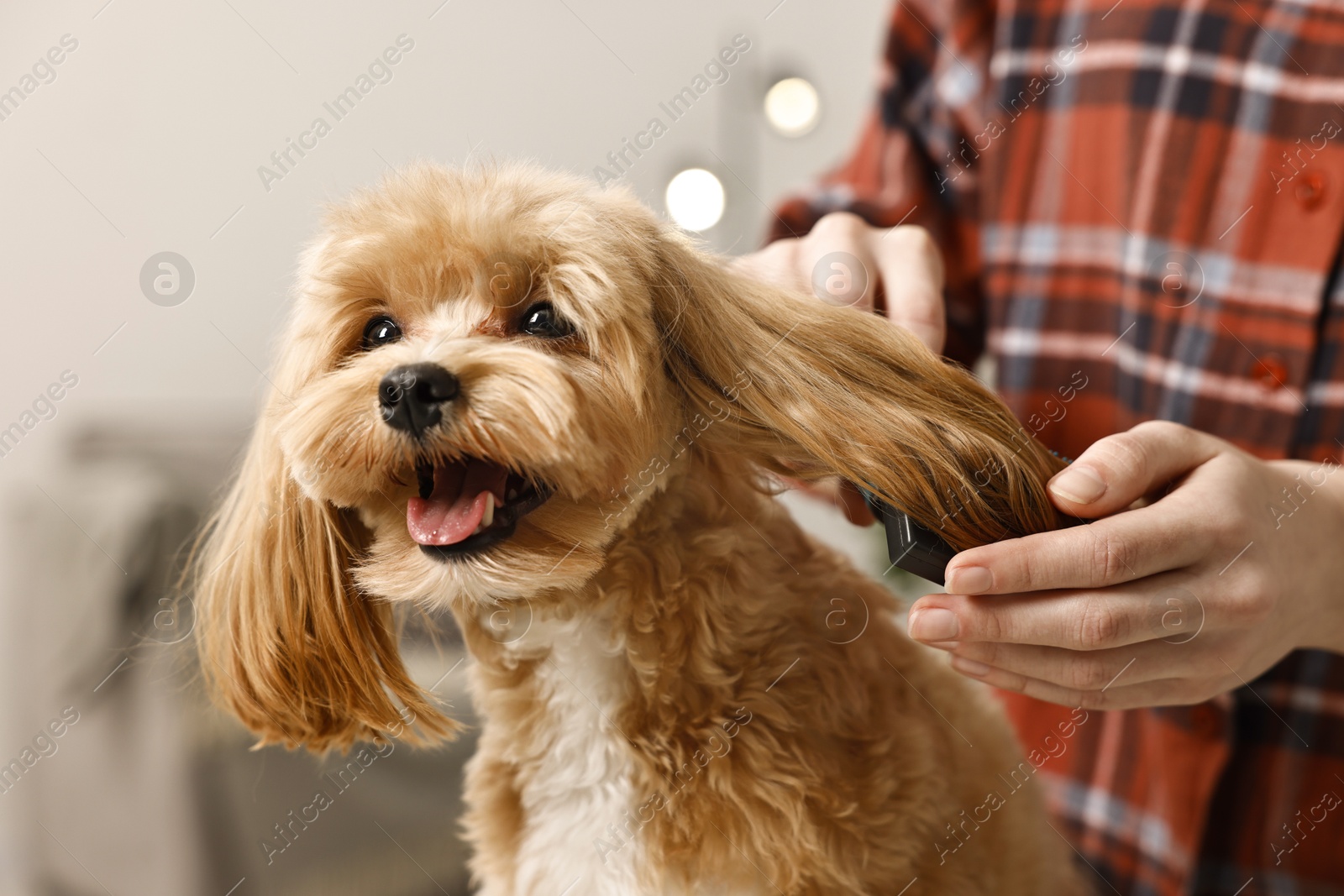 Photo of Woman brushing dog's hair indoors, closeup. Pet grooming