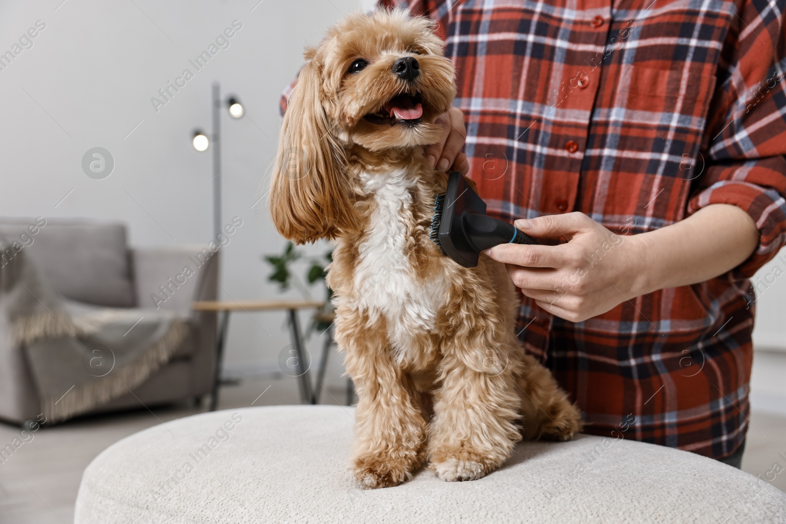 Photo of Woman brushing dog's hair at pouf indoors, closeup with space for text. Pet grooming