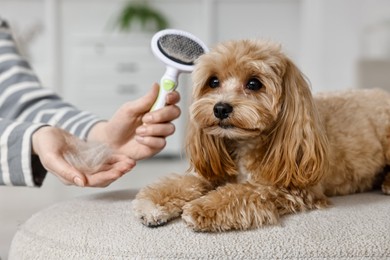 Photo of Woman with brush and pet's hair near cute dog indoors, closeup