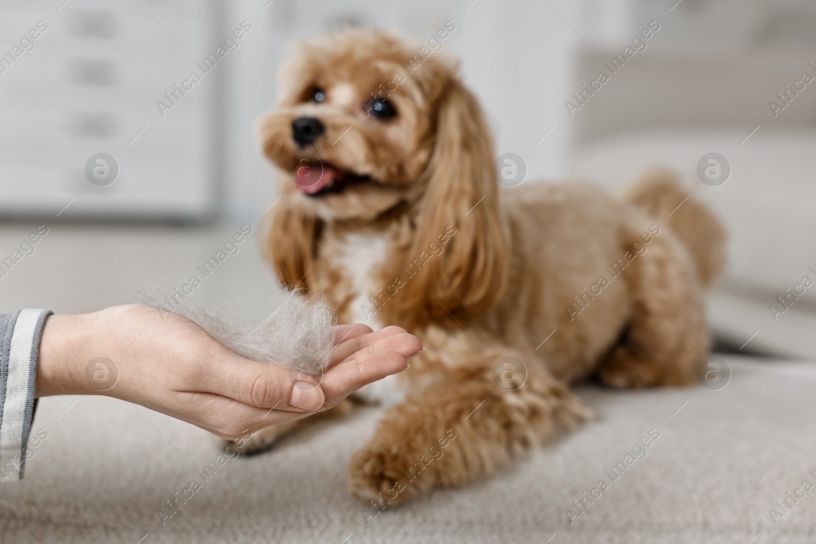 Photo of Woman with pet's hair and cute dog indoors, selective focus