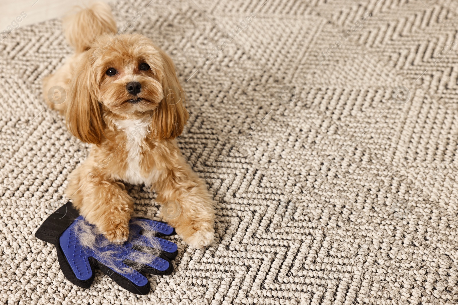 Photo of Cute dog and grooming glove with pet's hair on floor indoors. Space for text