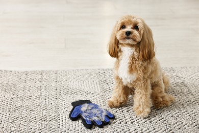 Photo of Cute dog and grooming glove with pet's hair on floor indoors. Space for text