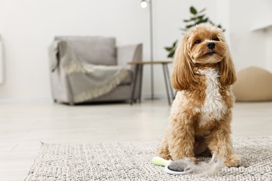 Photo of Cute dog and brush with pet's hair on floor indoors. Space for text