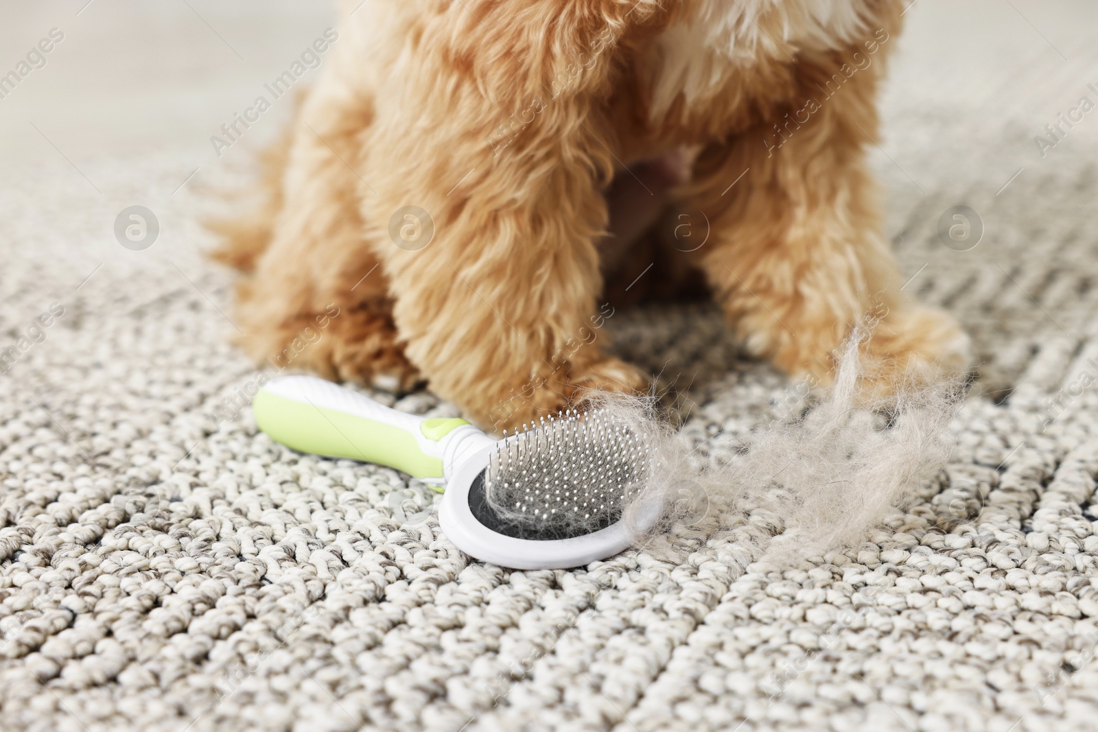 Photo of Dog and brush with pet's hair on floor indoors, closeup