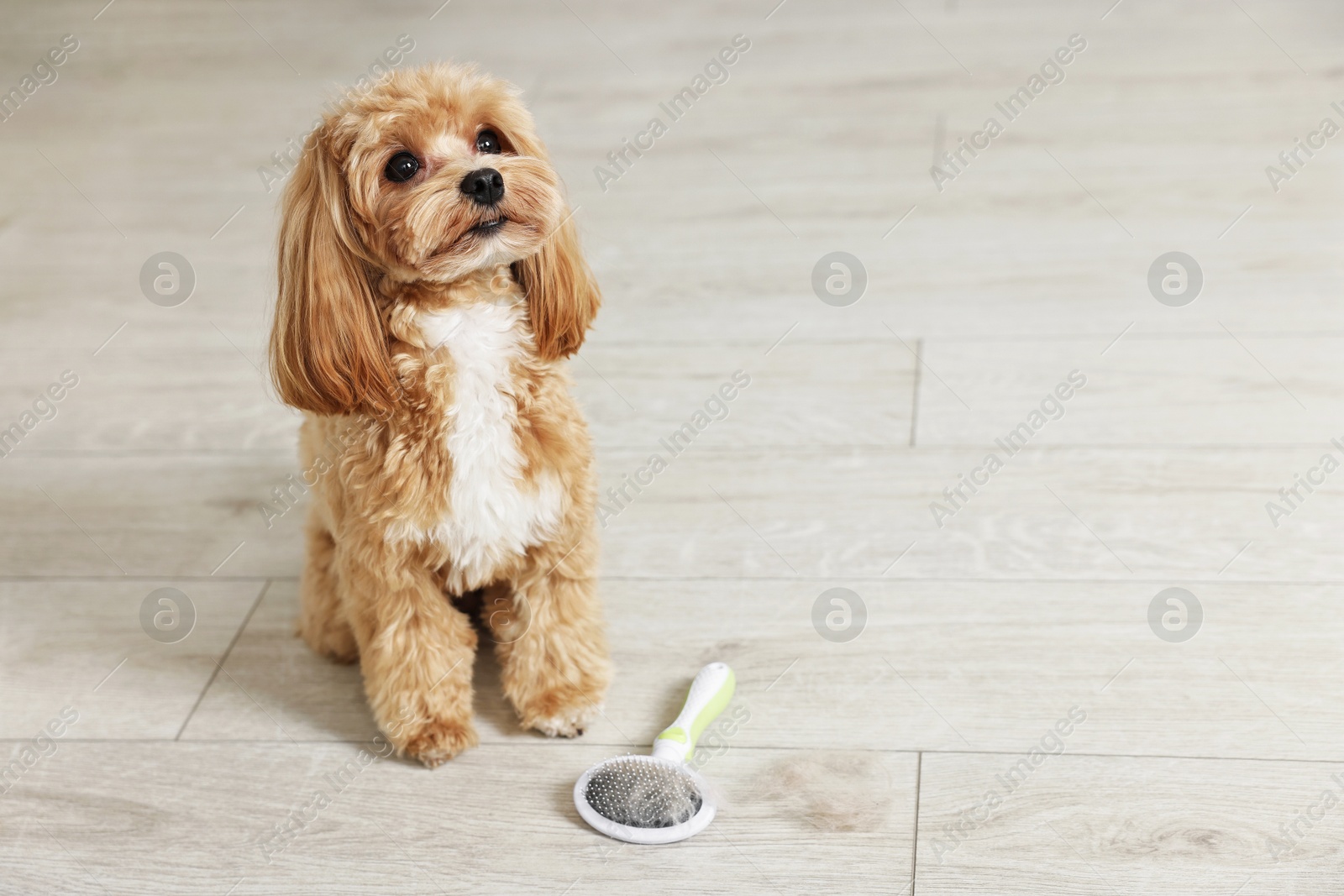 Photo of Cute dog and brush with pet's hair on floor indoors. Space for text