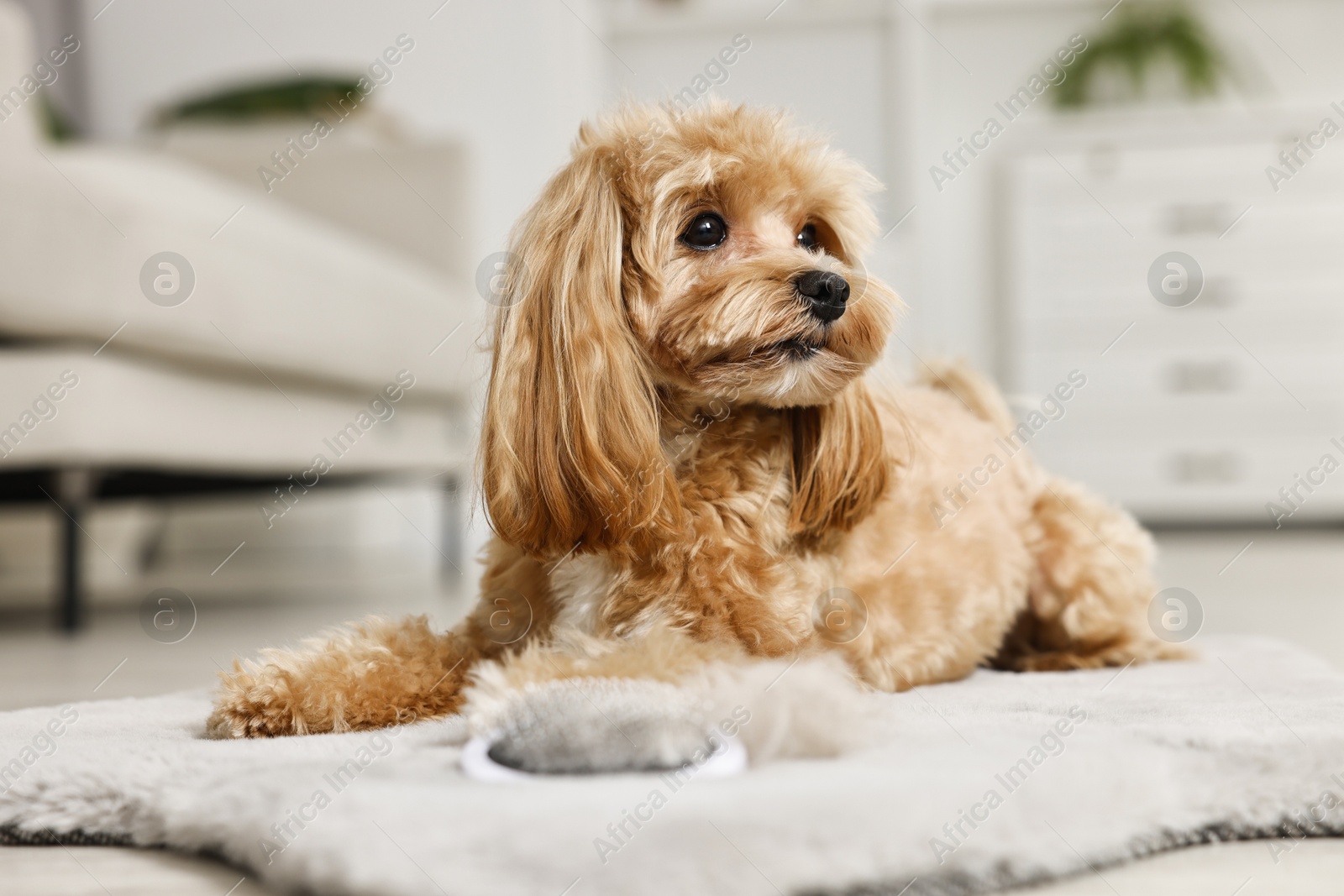 Photo of Cute dog and brush with pet's hair on floor indoors