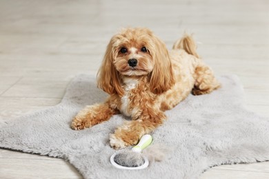 Photo of Cute dog and brush with pet's hair on floor indoors