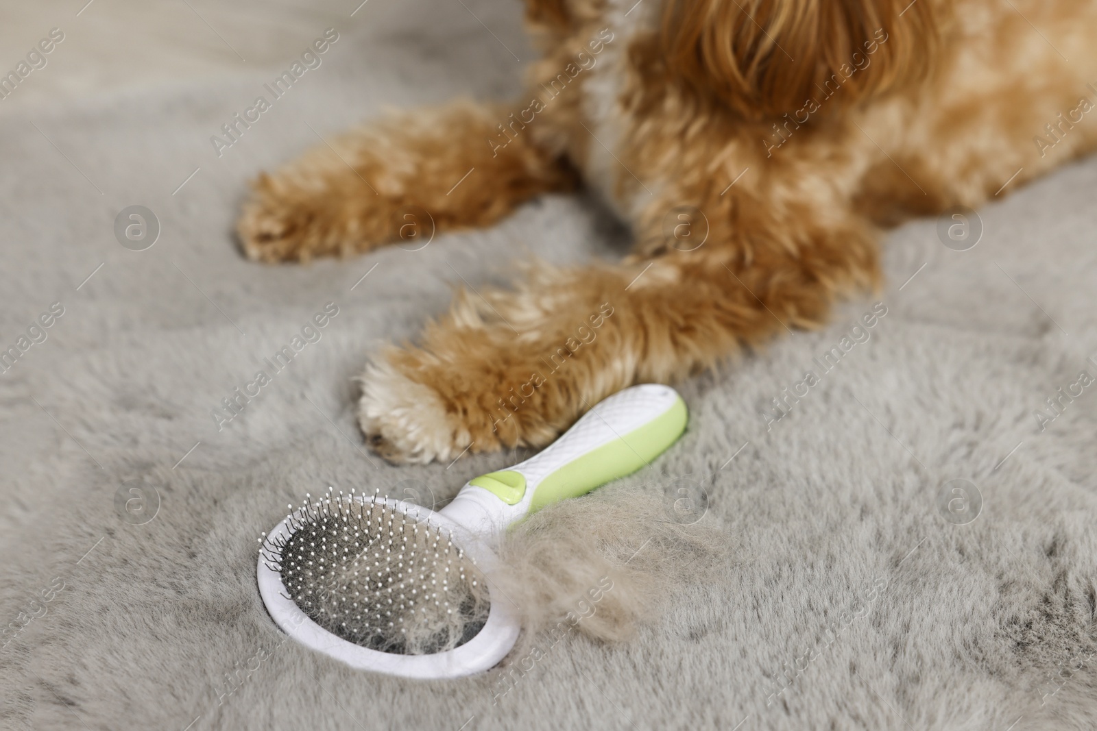 Photo of Brush with pet's hair and dog on floor indoors, closeup