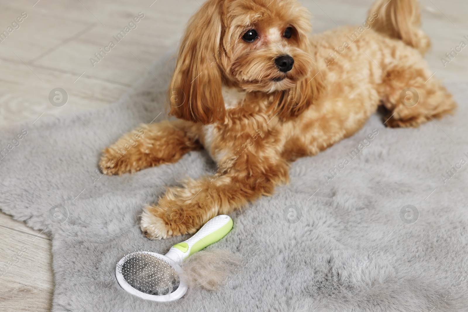 Photo of Cute dog and brush with pet's hair on floor indoors