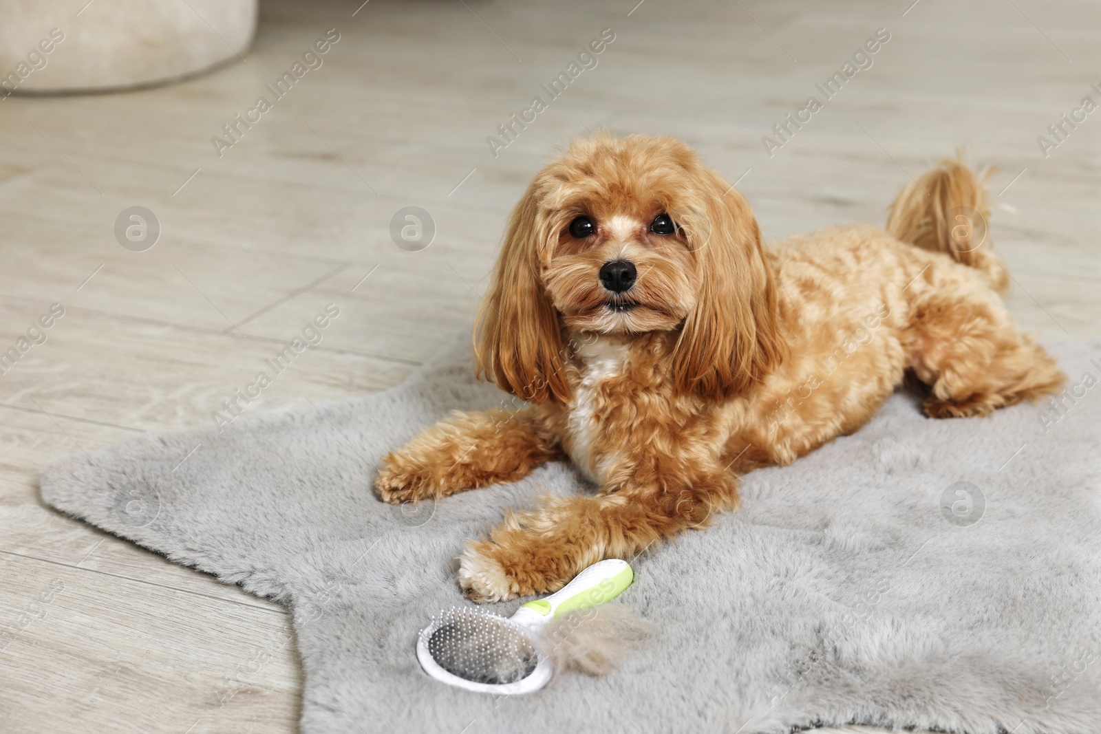 Photo of Cute dog and brush with pet's hair on floor indoors