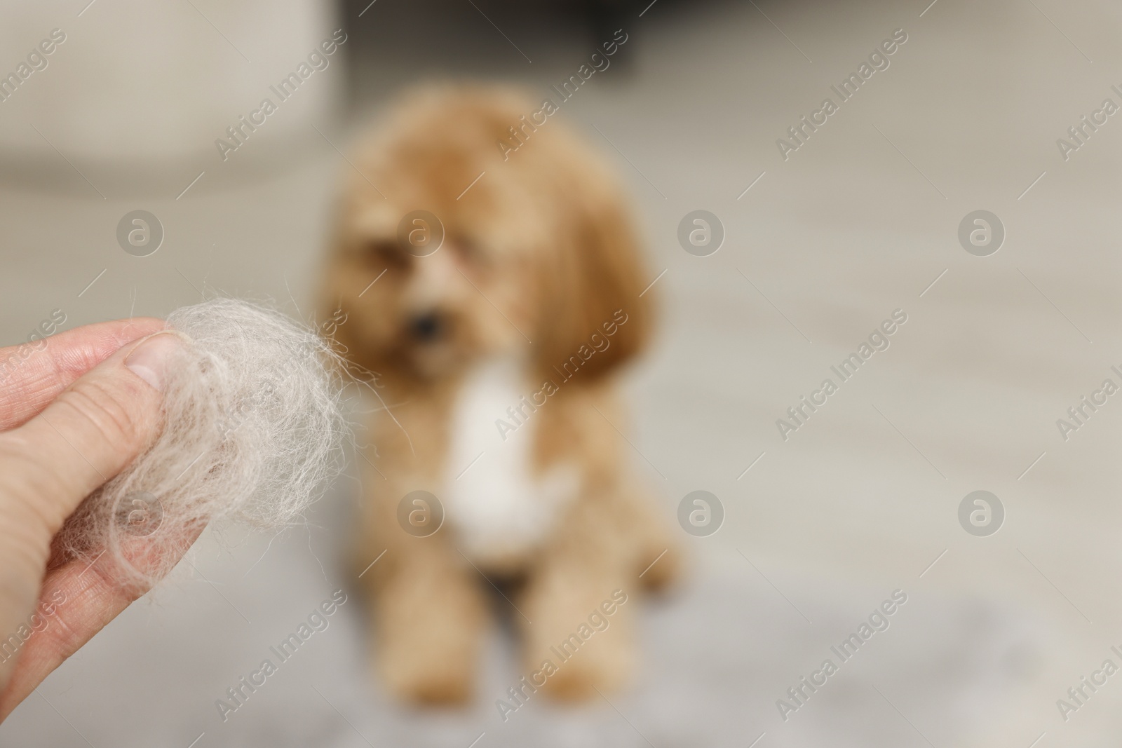 Photo of Woman with pet's hair and dog indoors, selective focus. Space for text