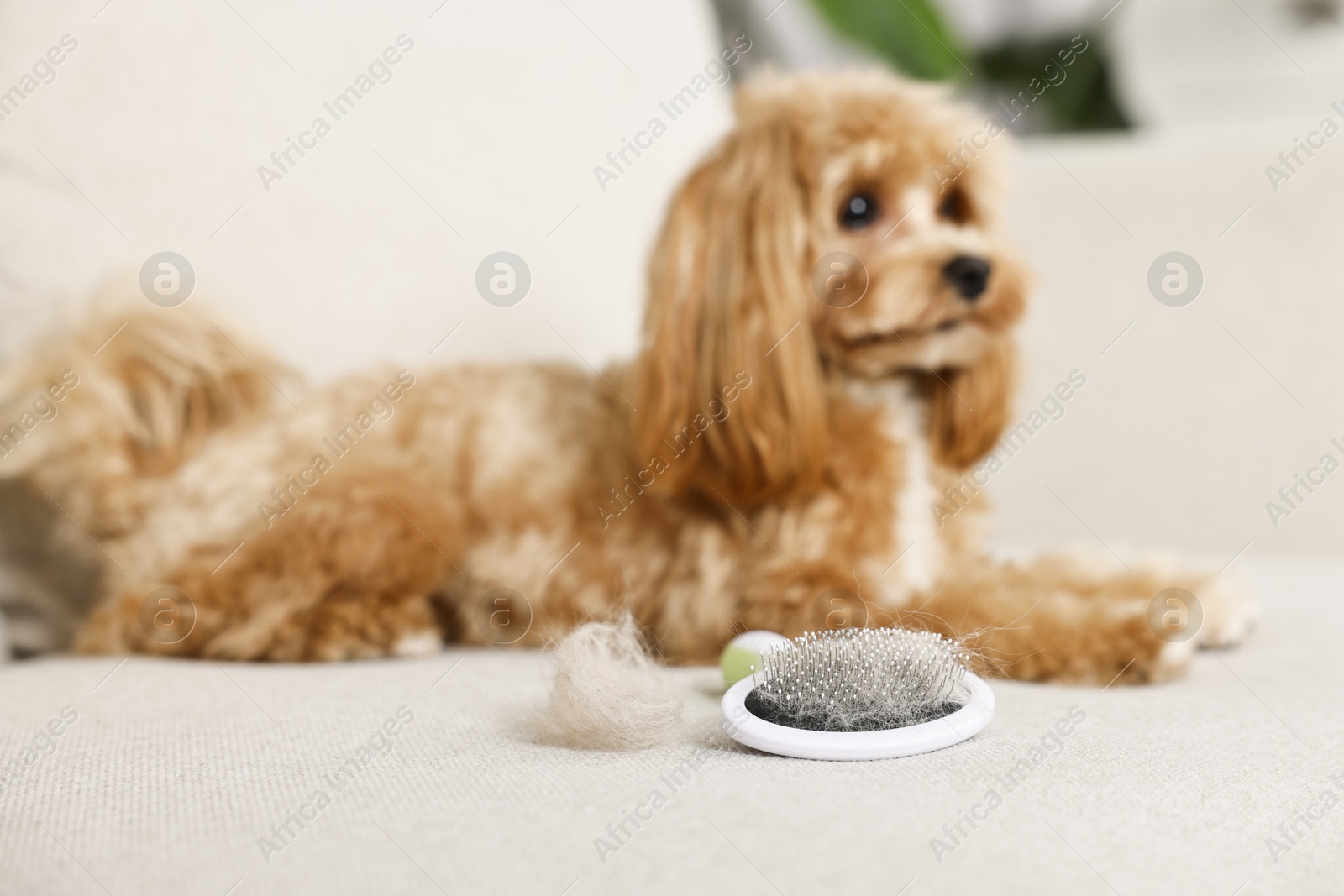 Photo of Brush with pet's hair and dog indoors, selective focus