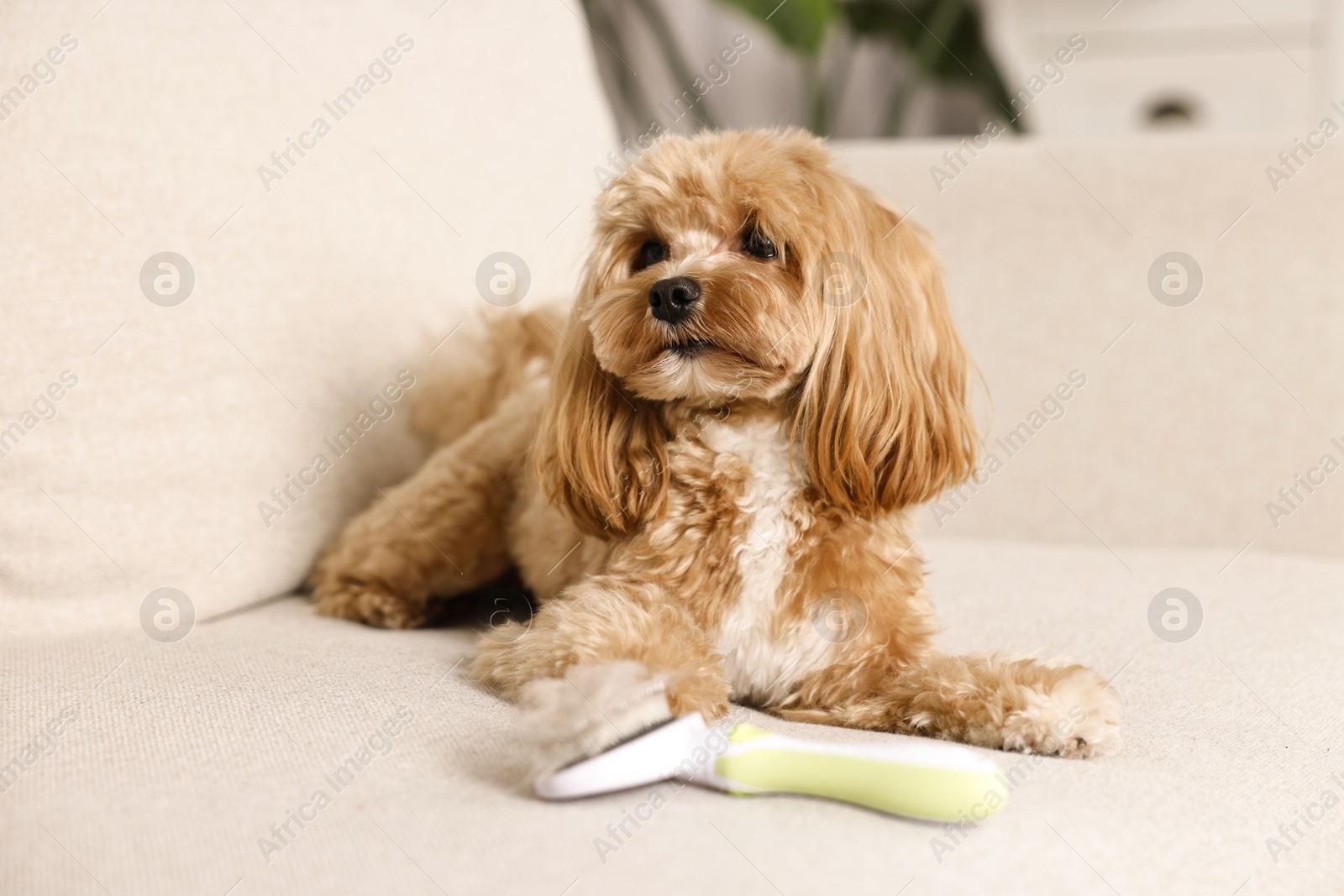 Photo of Cute dog and brush with pet's hair on sofa indoors