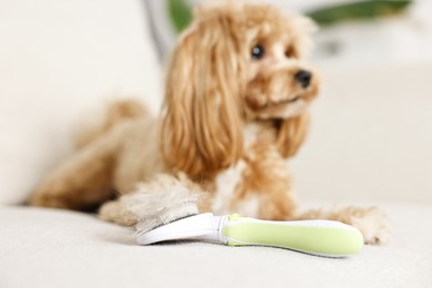 Photo of Brush with pet's hair and dog indoors, selective focus