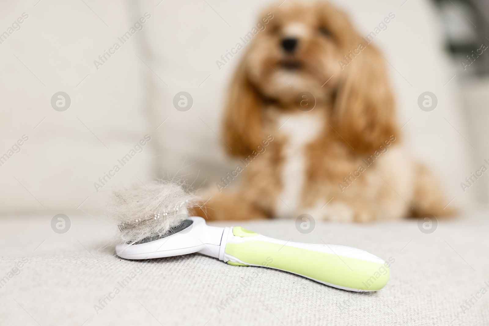 Photo of Brush with pet's hair and dog on sofa, selective focus