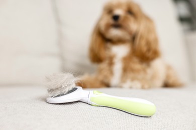 Photo of Brush with pet's hair and dog on sofa, selective focus