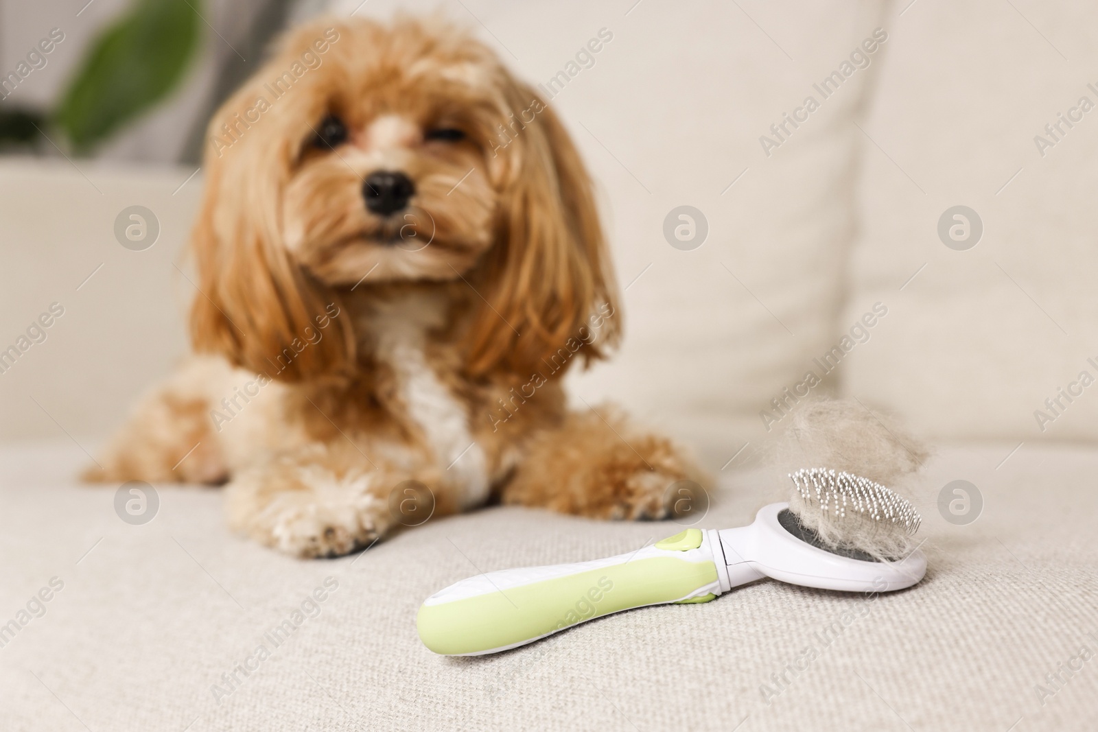 Photo of Brush with pet's hair and dog on sofa, selective focus