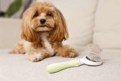 Photo of Brush with pet's hair and dog on sofa, selective focus