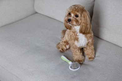 Photo of Cute dog and brush with pet's hair on sofa, space for text