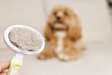 Photo of Woman holding brush with pet's hair and dog indoors, selective focus. Space for text