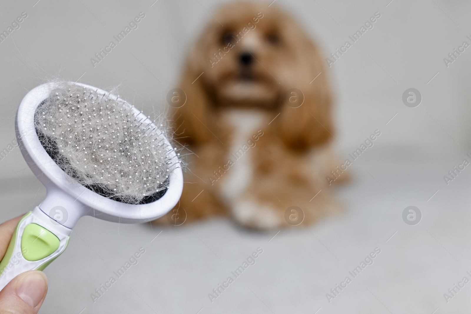 Photo of Woman holding brush with pet's hair and dog indoors, selective focus. Space for text