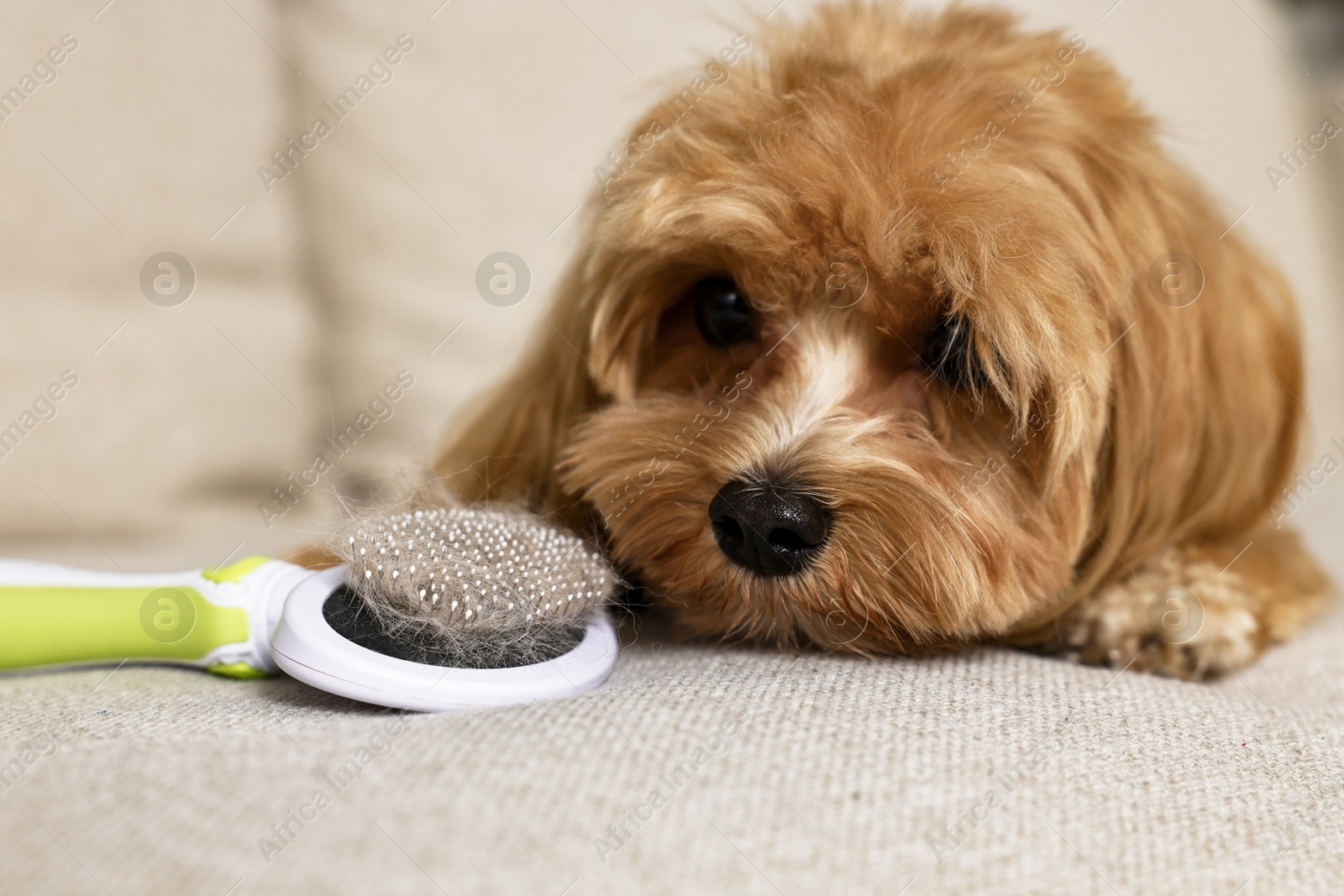 Photo of Cute dog and brush with pet's hair on sofa, closeup