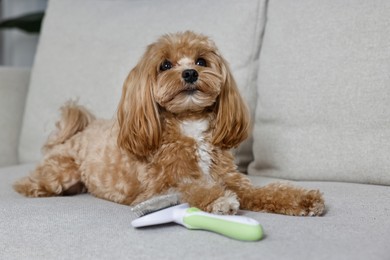 Photo of Cute dog and brush with pet's hair on sofa