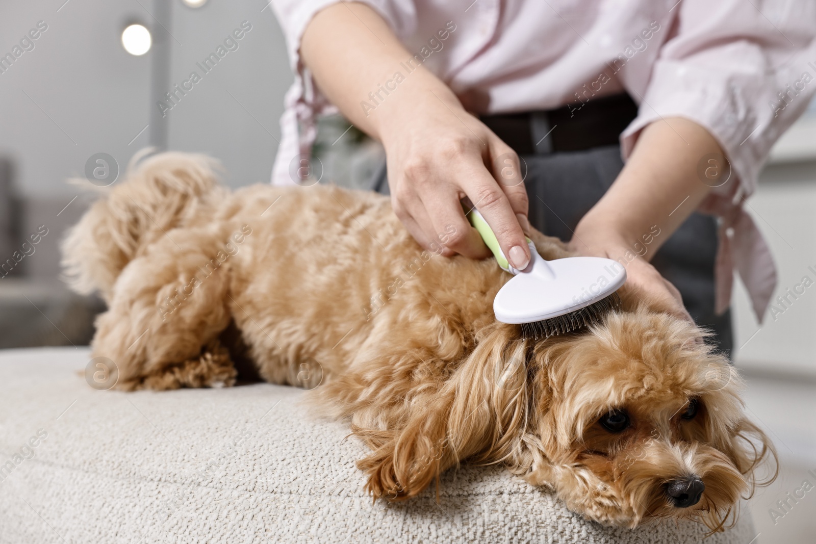 Photo of Woman brushing dog's hair at pouf indoors, closeup. Pet grooming