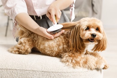 Photo of Woman brushing dog's hair at pouf indoors, closeup. Pet grooming