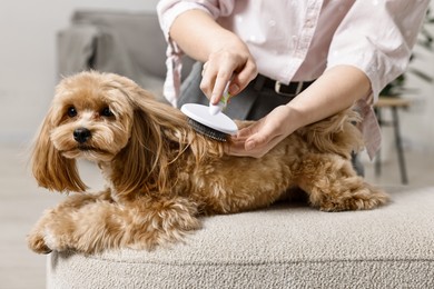 Photo of Woman brushing dog's hair at pouf indoors, closeup. Pet grooming