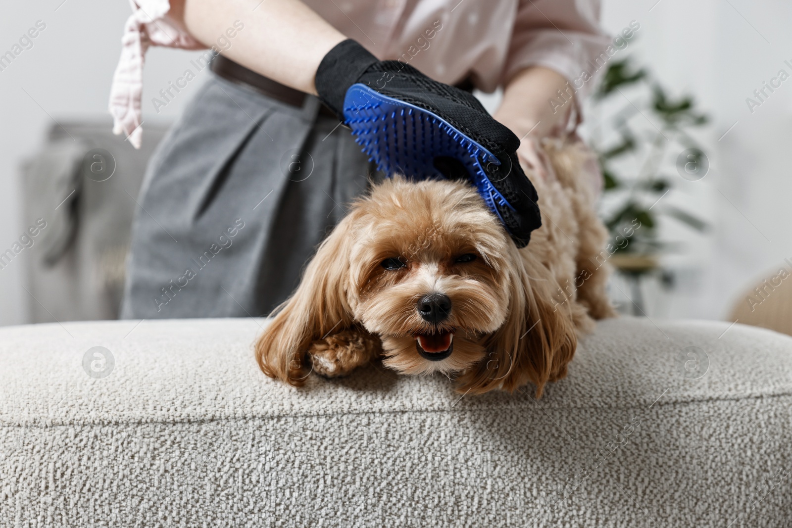 Photo of Woman brushing dog's hair with glove at pouf indoors, closeup. Pet grooming