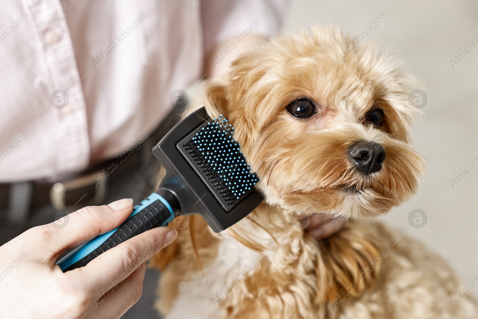 Photo of Woman brushing dog's hair against blurred background, closeup. Pet grooming