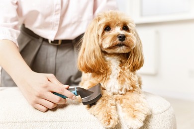 Photo of Woman brushing dog's hair at pouf indoors, closeup. Pet grooming