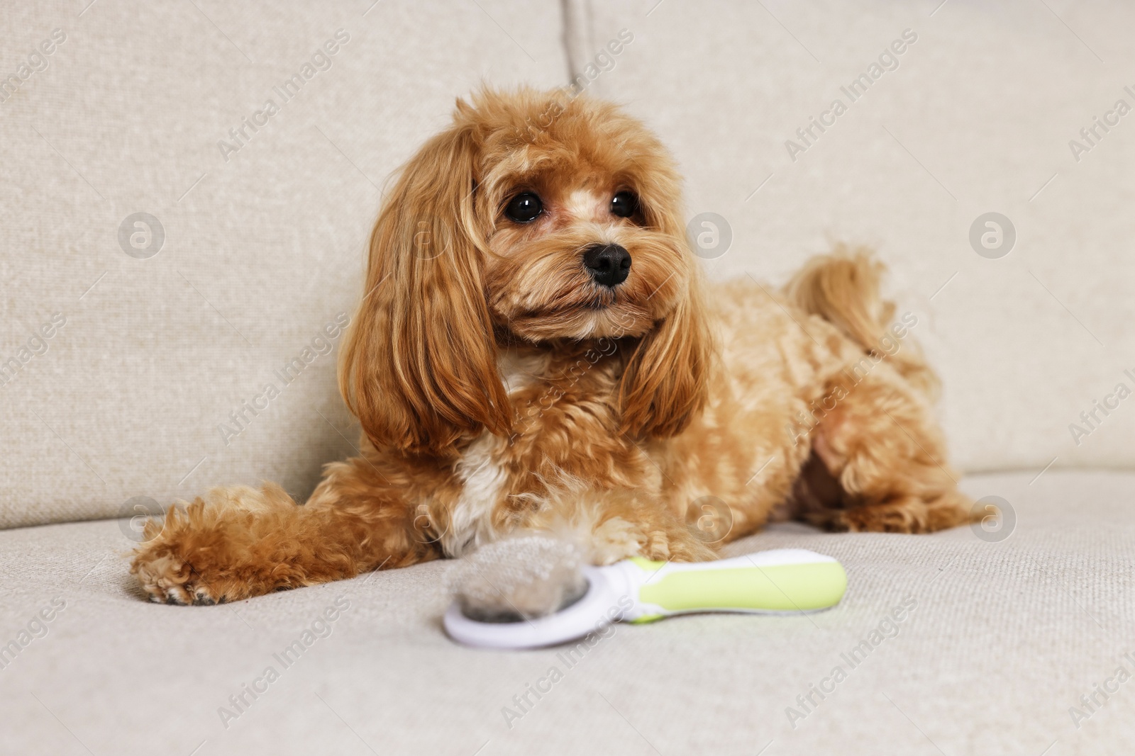 Photo of Cute dog and brush with pet's hair on sofa, selective focus