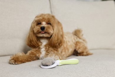 Photo of Brush with pet's hair and dog on sofa, selective focus